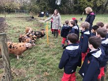 Tigers Trip to a Smallholding