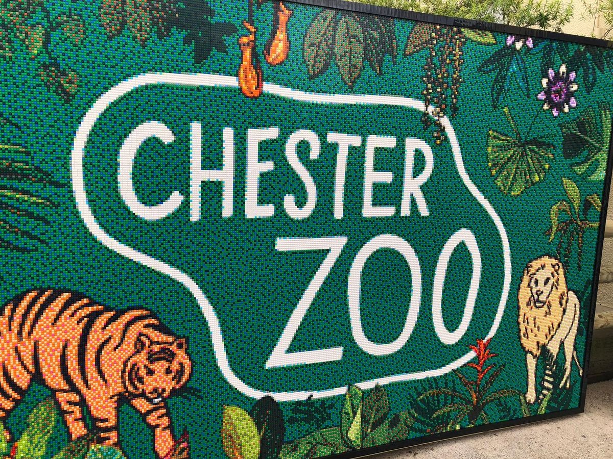 Year 5 Visit Chester Zoo