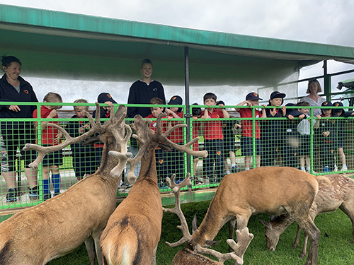 Bobcats at Bucklebury