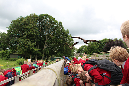 Year 3 Trip to the Hawk Conservancy